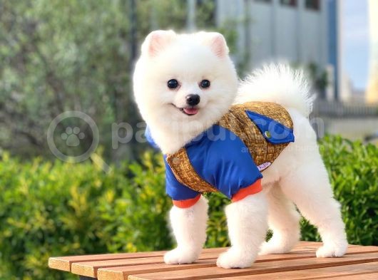 Yakışıklı Pomeranian Boo görsel