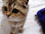 Scottish Fold