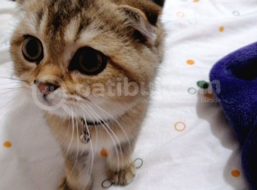 Scottish Fold