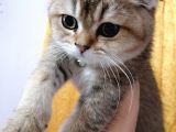 Scottish Fold