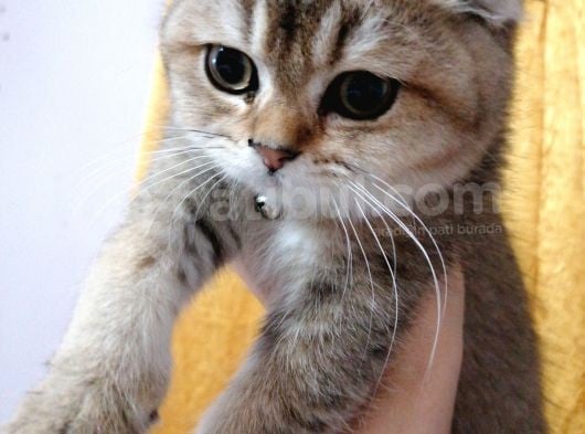 Scottish Fold görsel