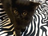 3 Aylık Dişi Ve Erkek Dünya Tatlıları