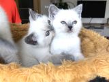 British Shorthair Yavrularımız