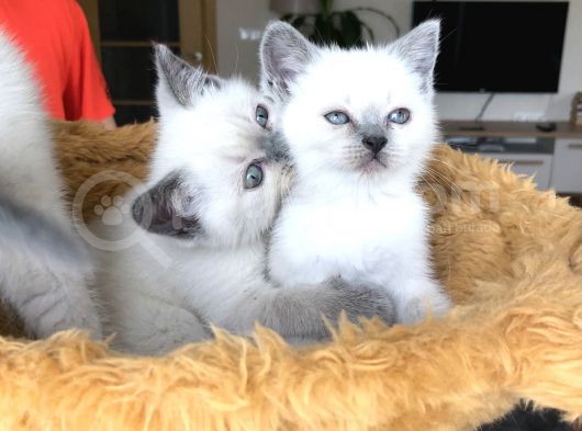 British Shorthair Yavrularımız görsel