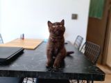 Chocolate British Shorthair Yavru