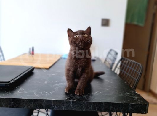 Chocolate British Shorthair Yavru