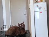 Chocolate British Shorthair Yavru