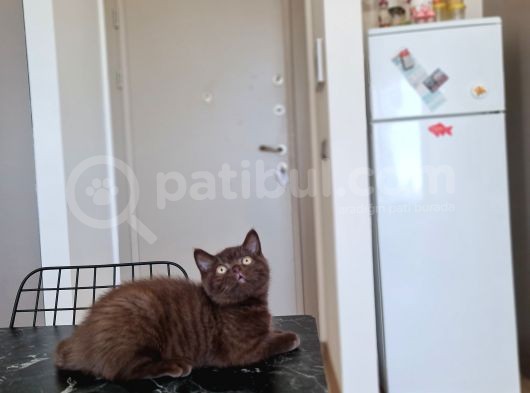 Chocolate British Shorthair Yavru görsel