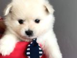 Pomeranian Spitz Yavruları