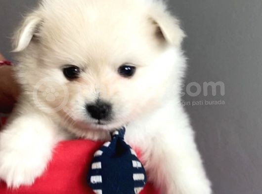 Pomeranian Spitz Yavruları görsel