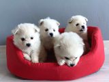 Pomeranian Spitz Yavruları