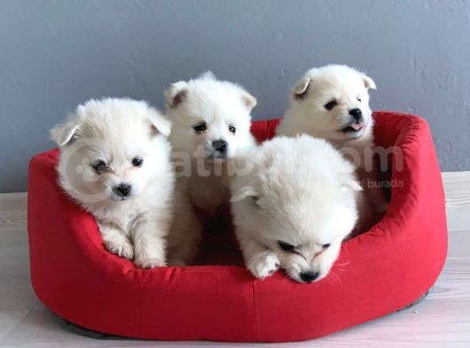 Pomeranian Spitz Yavruları