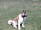 Secereli Amerikan Akita Erkek