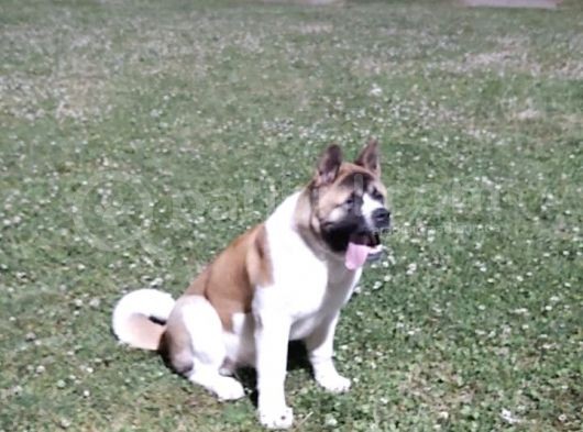 Secereli Amerikan Akita Erkek görsel
