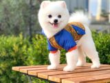Yakışıklı Pomeranian Boo