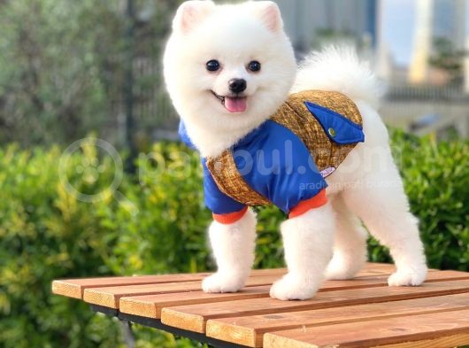 Yakışıklı Pomeranian Boo