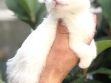 Scottish Fold Beyaz Yavrularımız