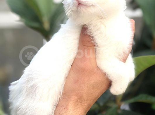Scottish Fold Beyaz Yavrularımız görsel
