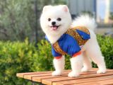 Yakışıklı Pomeranian Boo