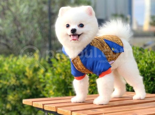 Yakışıklı Pomeranian Boo görsel