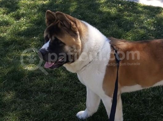 Secereli Amerikan Akita Erkek