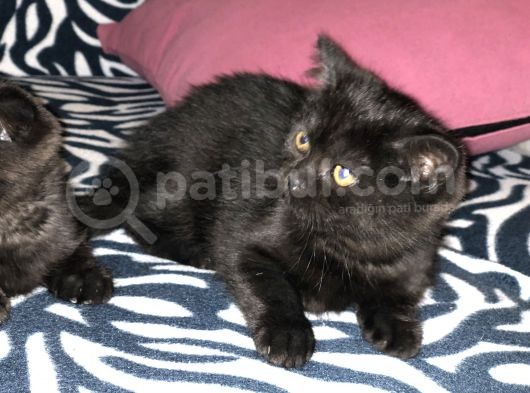 3 Aylık Dişi Ve Erkek Dünya Tatlıları görsel