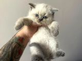 British Blue Point Erkek