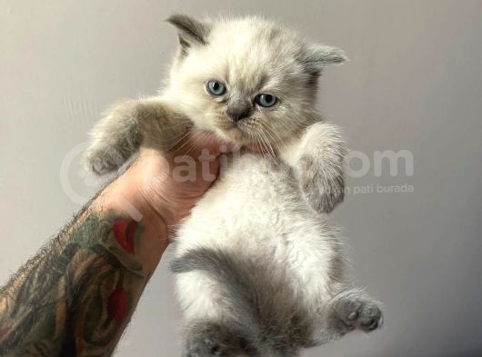 British Blue Point Erkek