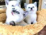 British Shorthair Yavrularımız