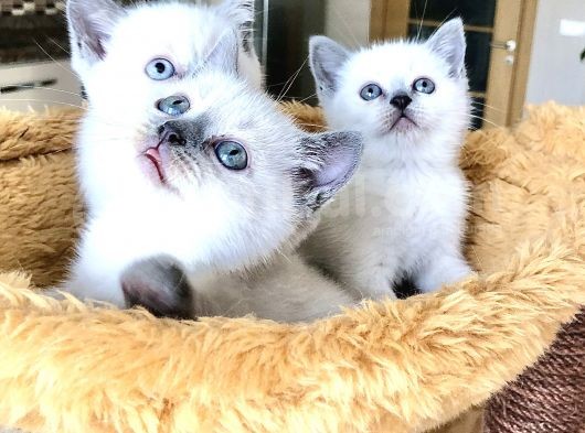British Shorthair Yavrularımız görsel
