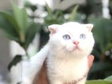 Scottish Fold Beyaz Yavrularımız