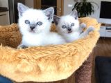 British Shorthair Yavrularımız