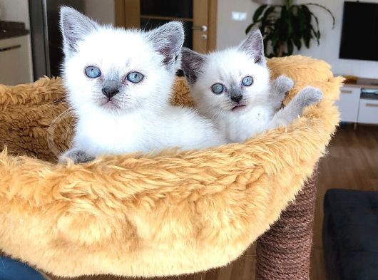British Shorthair Yavrularımız görsel