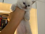 British Shorthair Yavrularımız