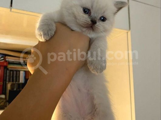 British Shorthair Yavrularımız
