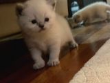 British Shorthair Yavrularımız