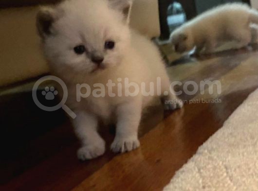 British Shorthair Yavrularımız görsel