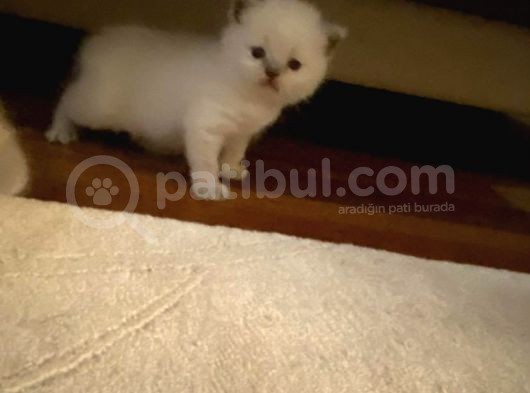 British Shorthair Yavrularımız görsel