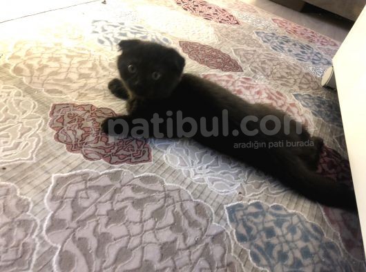 3 Aylık Dişi Ve Erkek Dünya Tatlıları görsel
