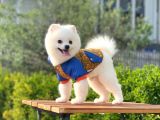 Yakışıklı Pomeranian Boo