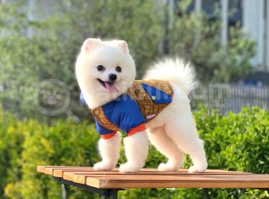 Yakışıklı Pomeranian Boo görsel