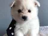 Pomeranian Spitz Yavruları