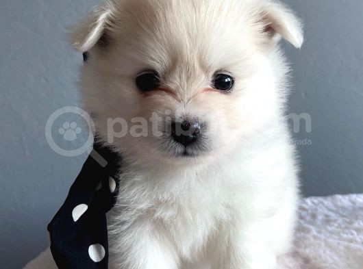 Pomeranian Spitz Yavruları görsel