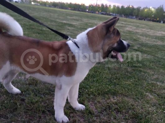 Secereli Amerikan Akita Erkek görsel