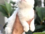 Scottish Fold Beyaz Yavrularımız