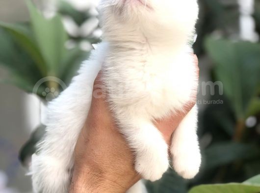 Scottish Fold Beyaz Yavrularımız görsel