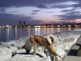 Secereli Amerikan Akita Erkek