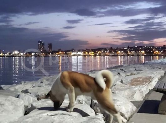 Secereli Amerikan Akita Erkek görsel