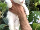 Scottish Fold Beyaz Yavrularımız