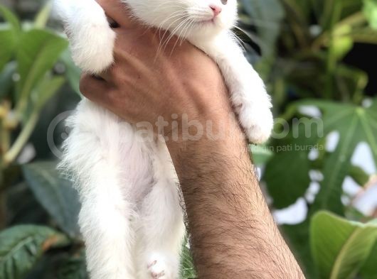 Scottish Fold Beyaz Yavrularımız görsel